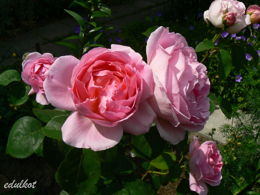 'My Garden'  photo