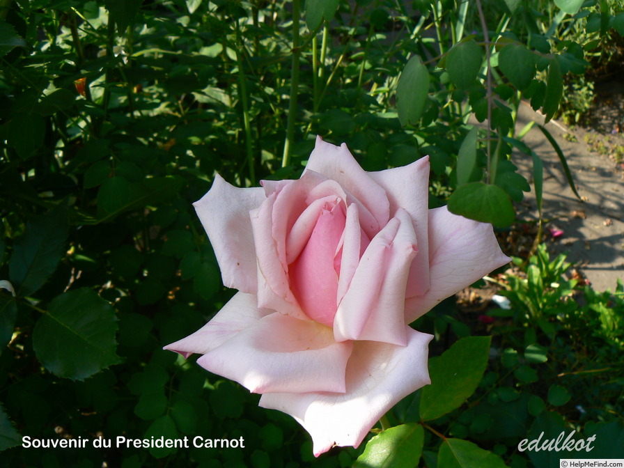 'Souvenir du Président Carnot' rose photo