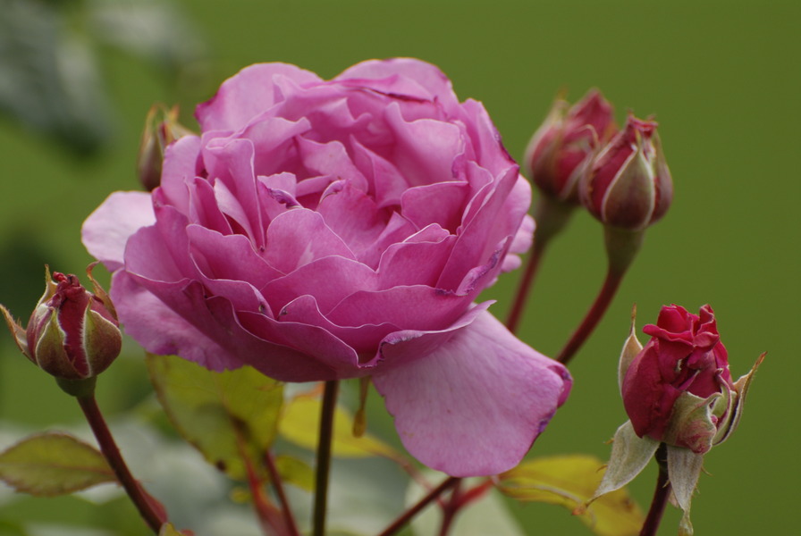'Mr. Darcy' rose photo