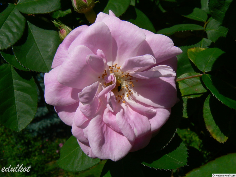 'Alpenfee' rose photo