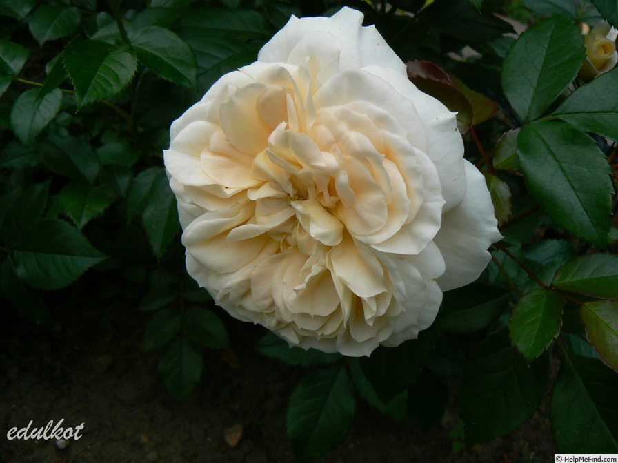 'Angel Flower Circus ®' rose photo
