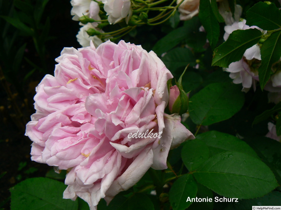 'Antonie Schürz' rose photo