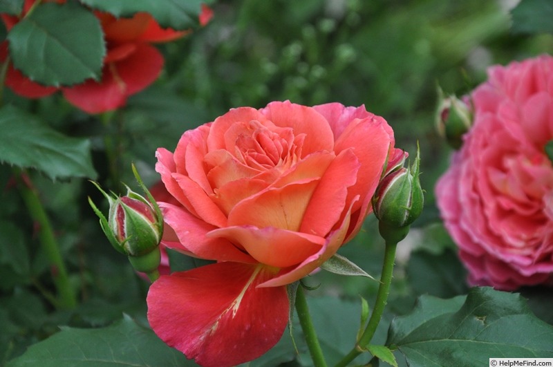 'Reine Sammut ®' rose photo