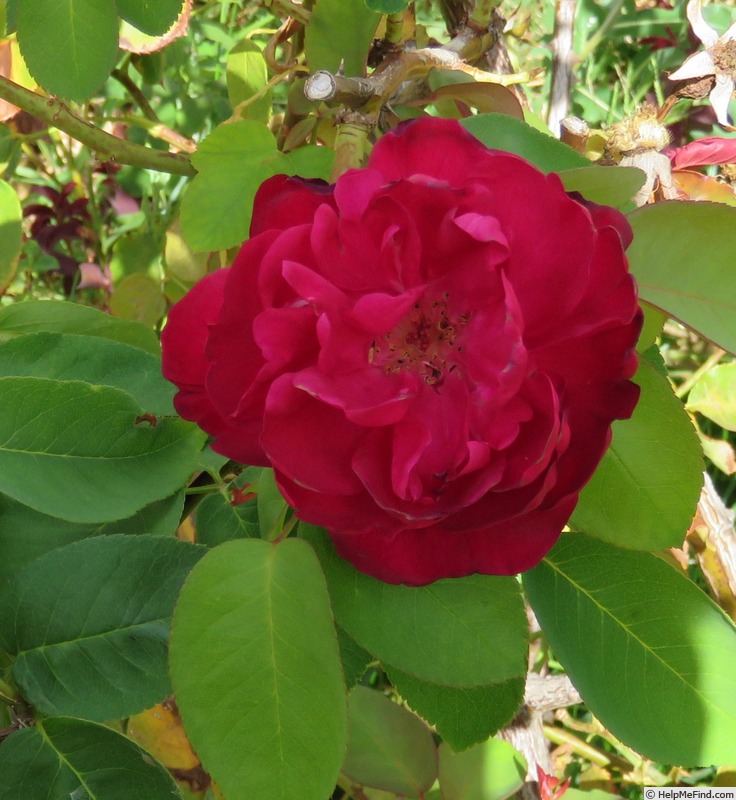 'Souvenir de Wootton, Cl.' rose photo