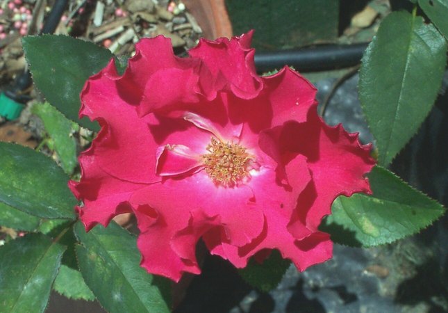 'Permanent Wave' rose photo