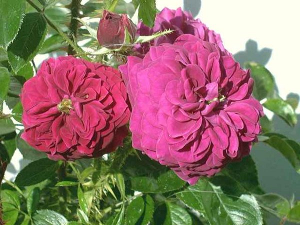 'Mel Hulse' rose photo