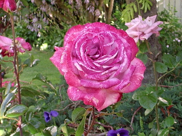 'Blue River ® (hybrid tea, Kordes, 1984)' rose photo