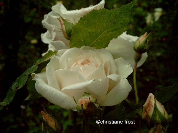 'Blanche Duranthon' rose photo