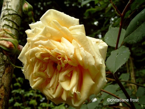 'Madame Hector Leuillot' rose photo