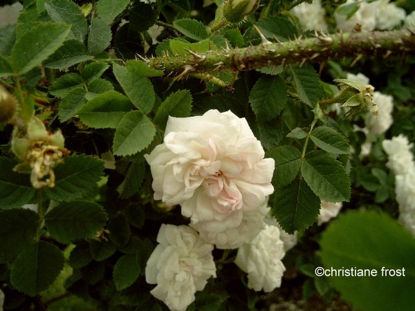 'Manning's Blush' rose photo