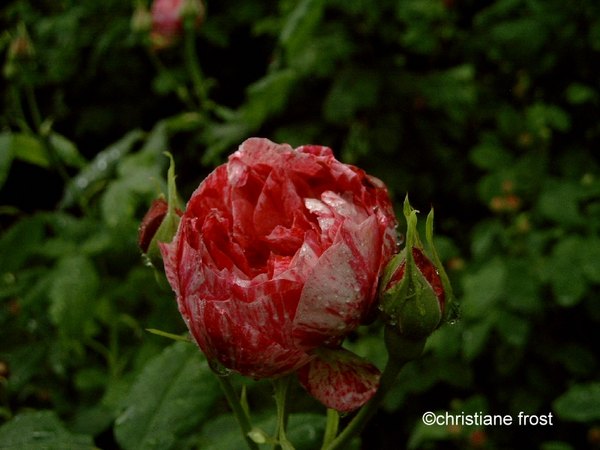 'Panachée d'Angers (hybrid perpetual Moreau-Robert 1878)' rose photo