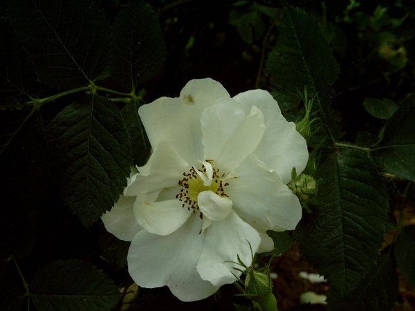 'Sappho (alba)' rose photo