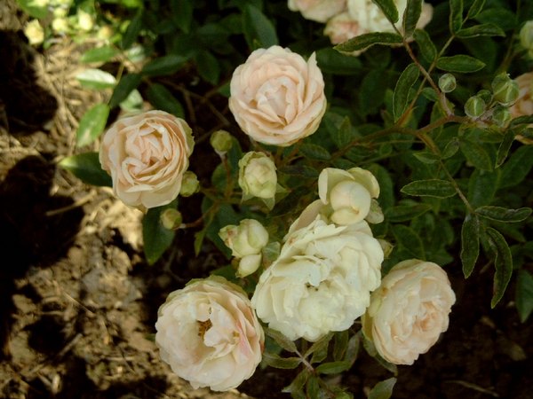 'Weisse Margot Koster' rose photo