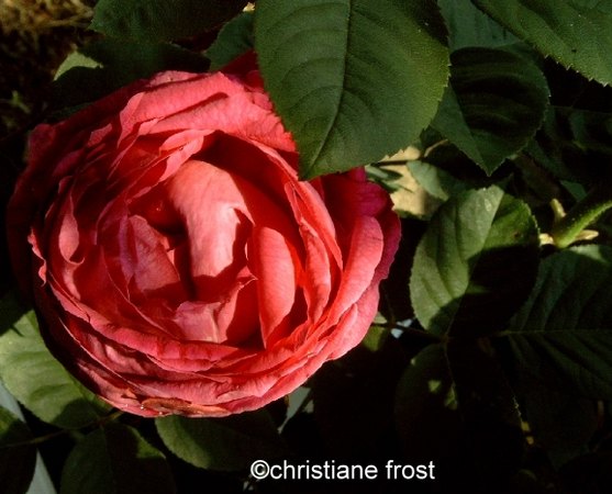 'Ami Charmet' rose photo