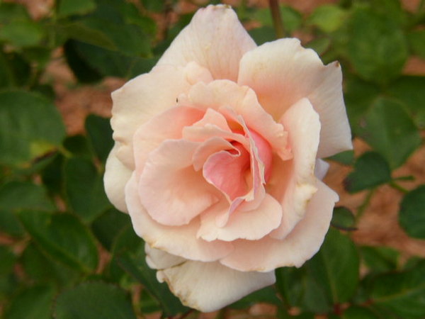 'Serendipity (shrub, Buck, 1978)' rose photo