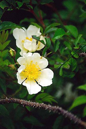 '<i>Rosa maximowicziana</i> Regel' rose photo