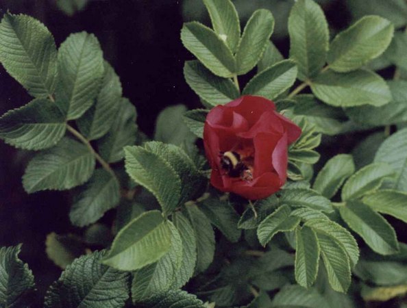 '<i>Rosa rugosa</i> var. <i>rubra</i> Rehder' rose photo