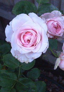 'Claire Rose' rose photo