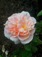 'Emanuel ® (English rose, Austin, 1985)' rose photo