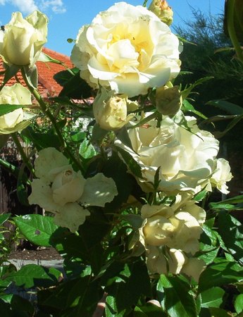 'KORplasina' rose photo