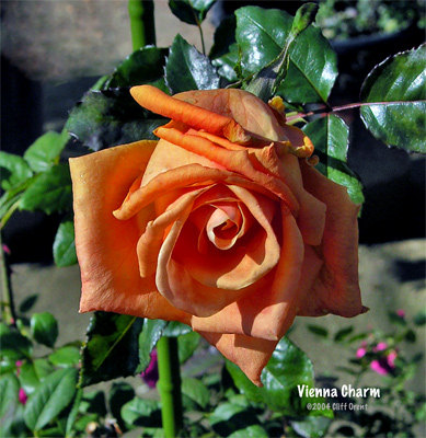 'Vienna Charm' rose photo