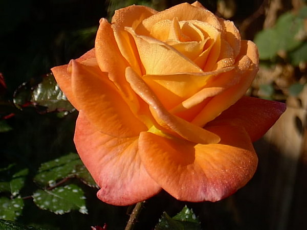 'New Year ®' rose photo
