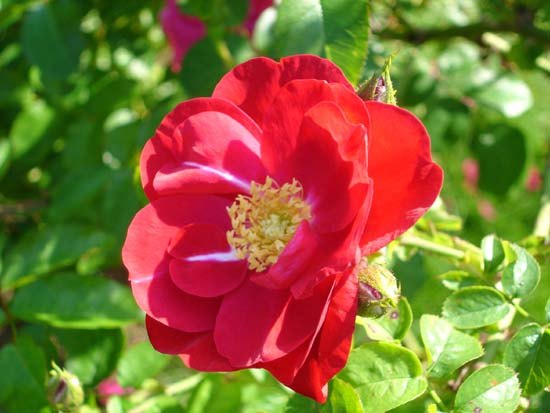 'Balder' rose photo