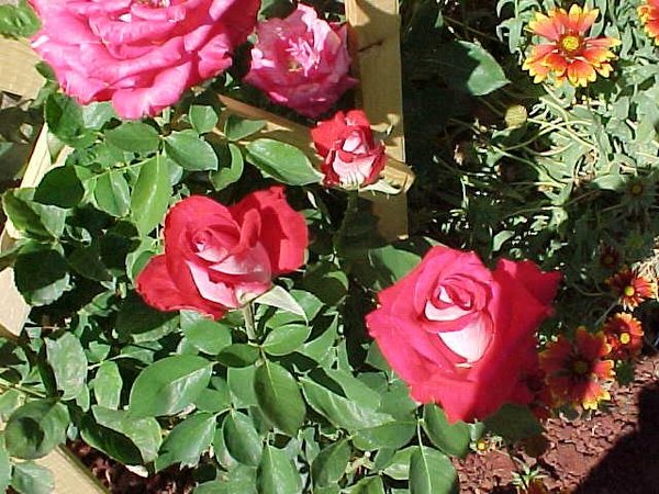 'Brandenburg Gate ™' rose photo