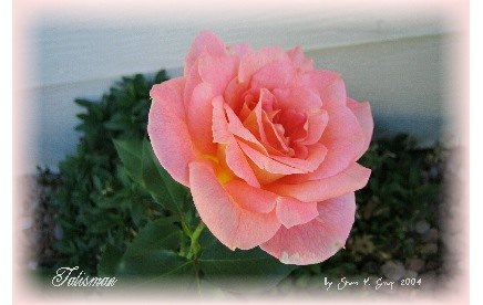 'Talisman (hybrid tea, Montgomery 1929)' rose photo