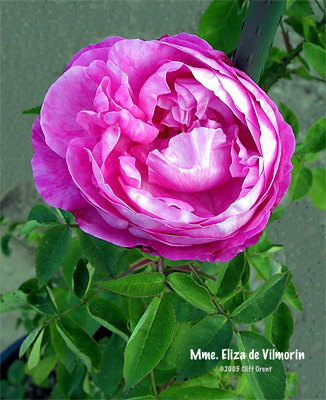 'Madame Eliza de Vilmorin' rose photo