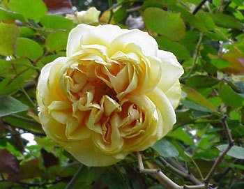 'Duchesse d'Auerstädt' rose photo
