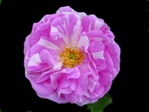 'Camaïeux (Hybrid Gallica, Gendron, 1826)' rose photo