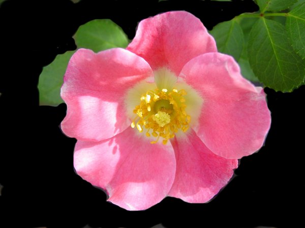 'Carefree Delight' rose photo