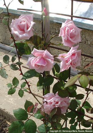 'Blossomtime (Large Flowered Climber, O'Neal, 1951)' rose photo