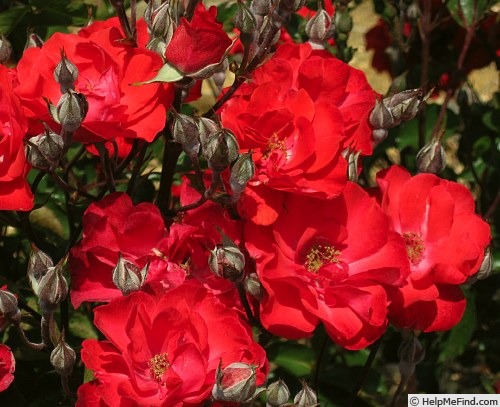 'Cinnabar' rose photo