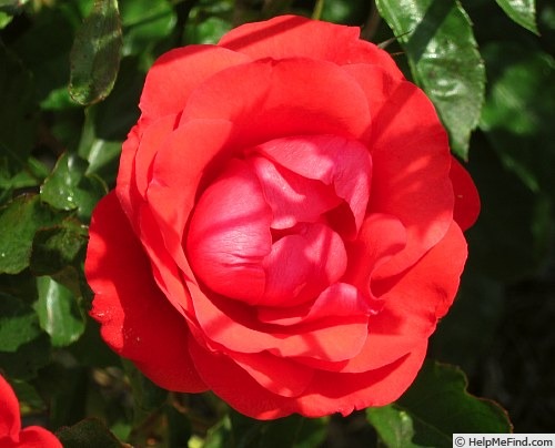 'Floradora' rose photo