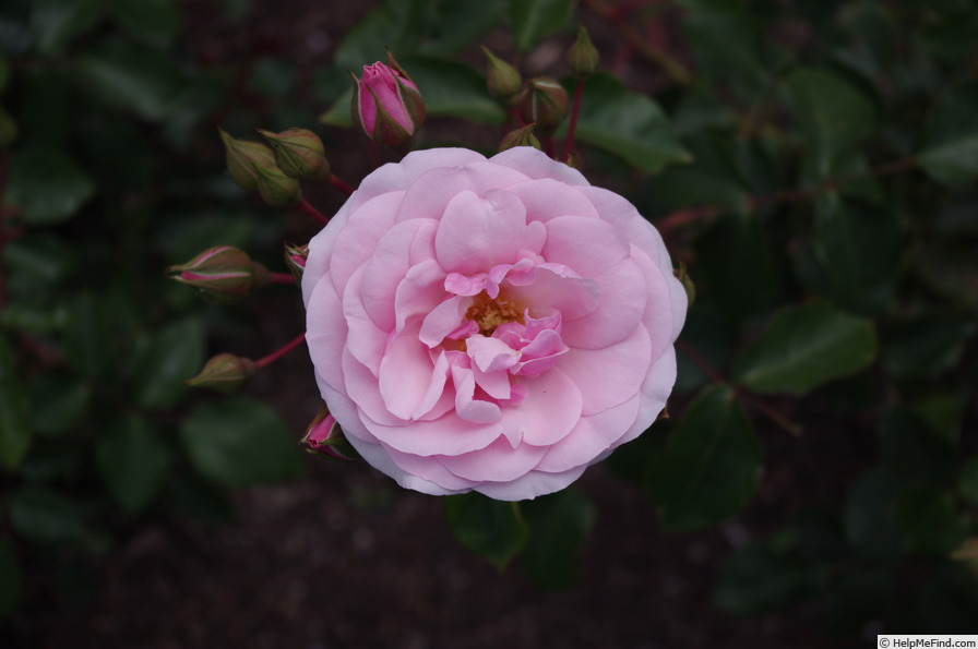 'Diadem (floribunda, Evers/Tantau, 1986)' rose photo