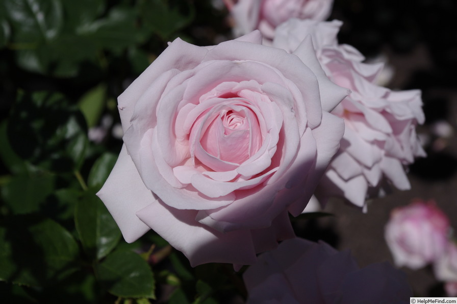 'Jillian McGredy' rose photo