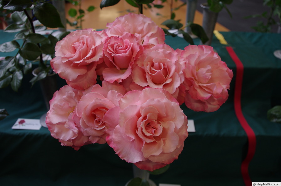 'Reflections' rose photo