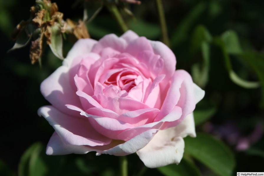 'Alba Foliacea' rose photo