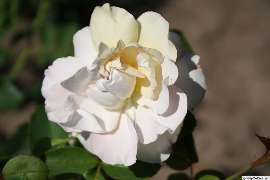 'Rehbrunnen' rose photo