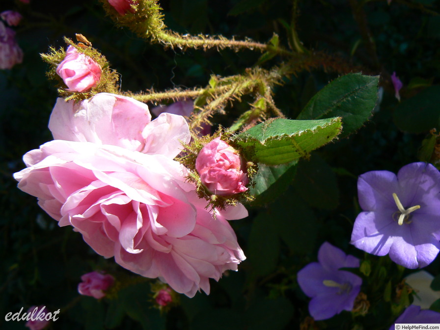 'Centifolia Muscosa' rose photo