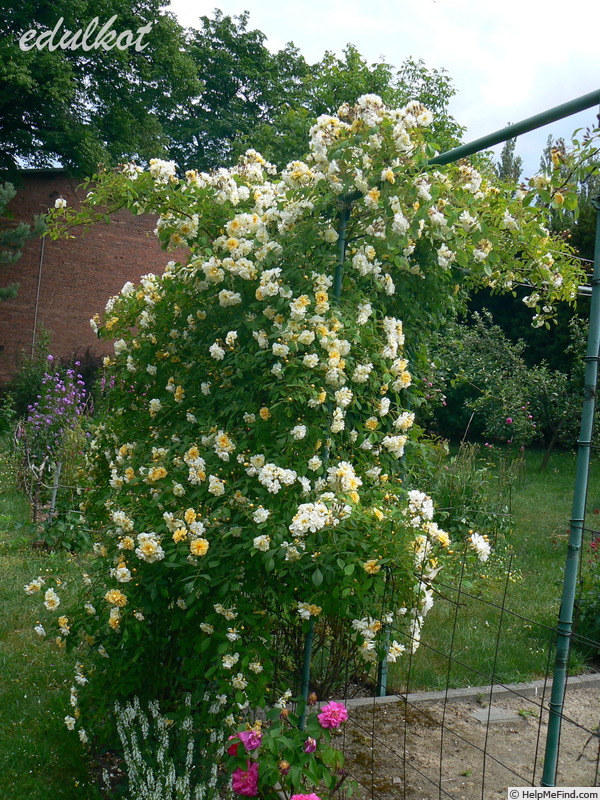 'Christine Hélène' rose photo