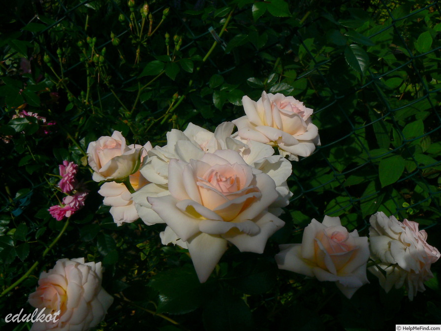 'Clair Renaissance ™' rose, click to enlarge 'Clair Renaissance ™' rose photo
