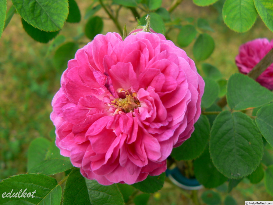 'Corporal Johann Nagy' rose photo