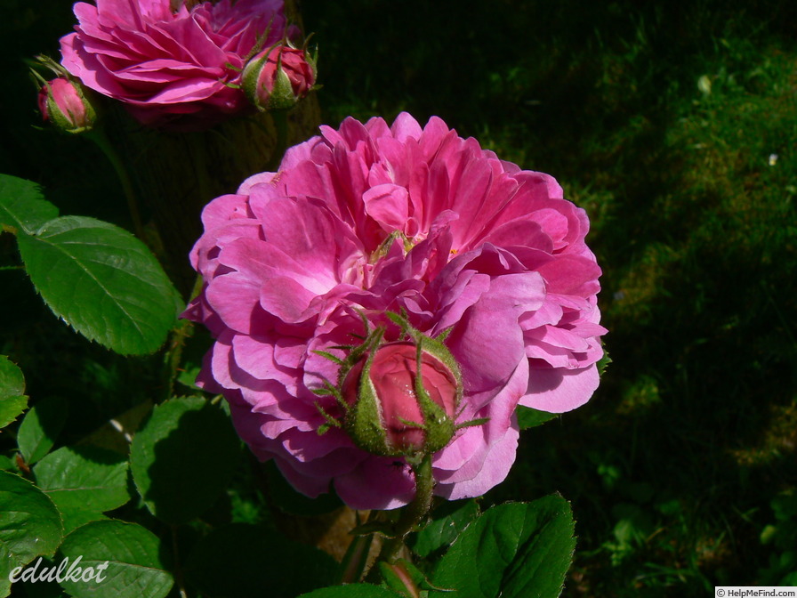 'Corporal Johann Nagy' rose photo