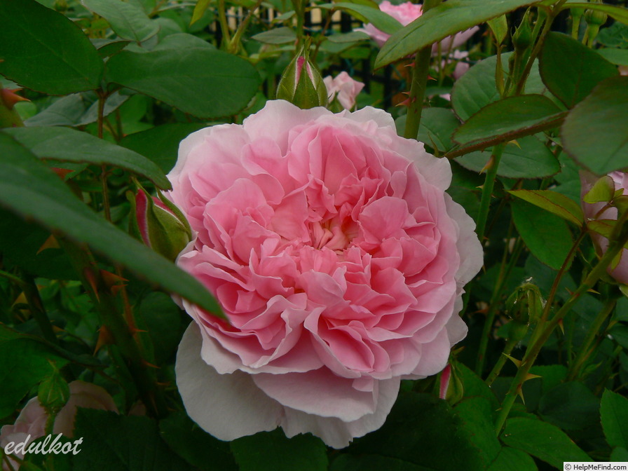 'Cottage Rose ' Rose Photo