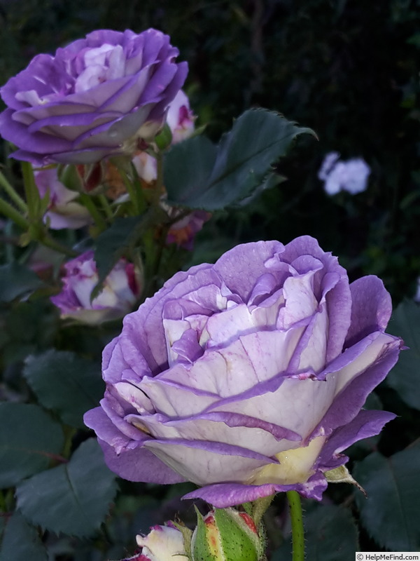 'Blue Tango' rose photo