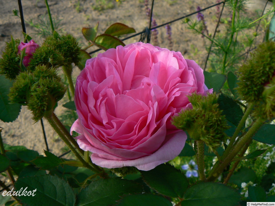 'Crested Moss' rose photo