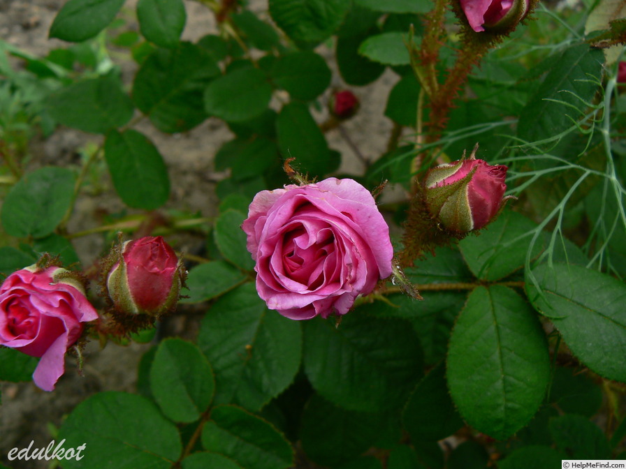 'Crimson Globe (moss, Paul, 1890)' rose photo